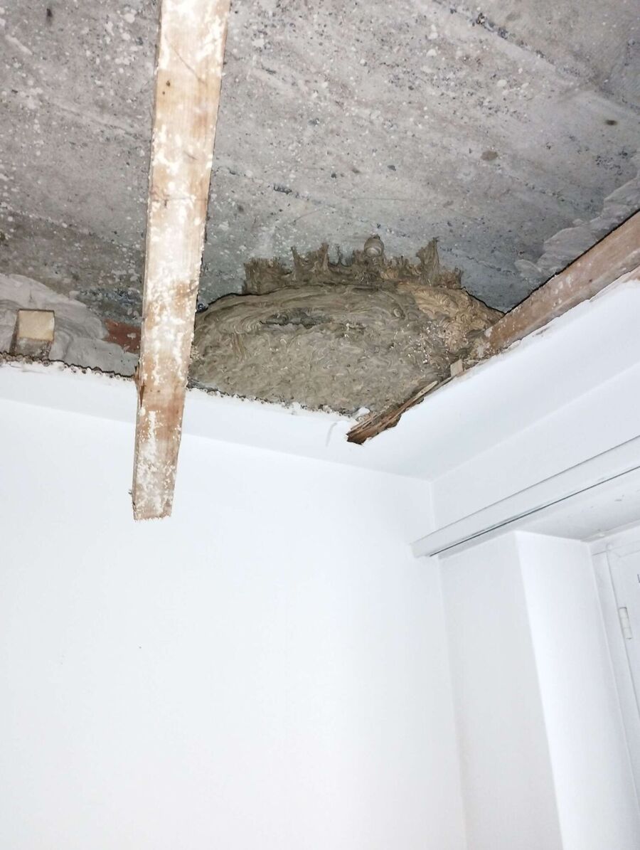  Bienennest entfernen