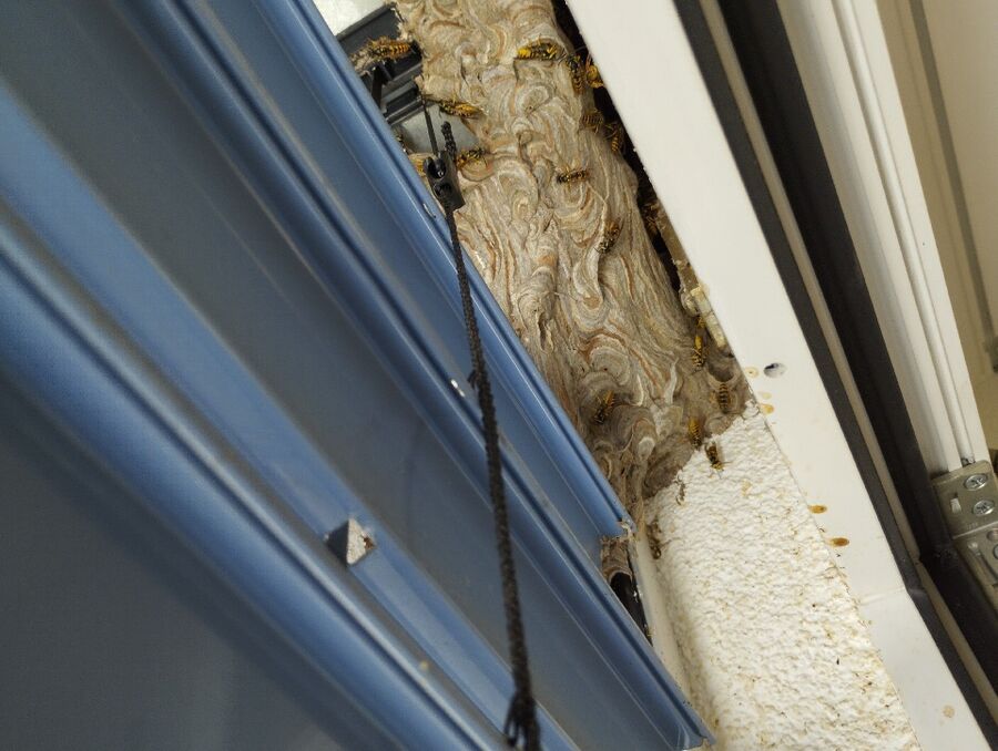  Bienennest entfernen