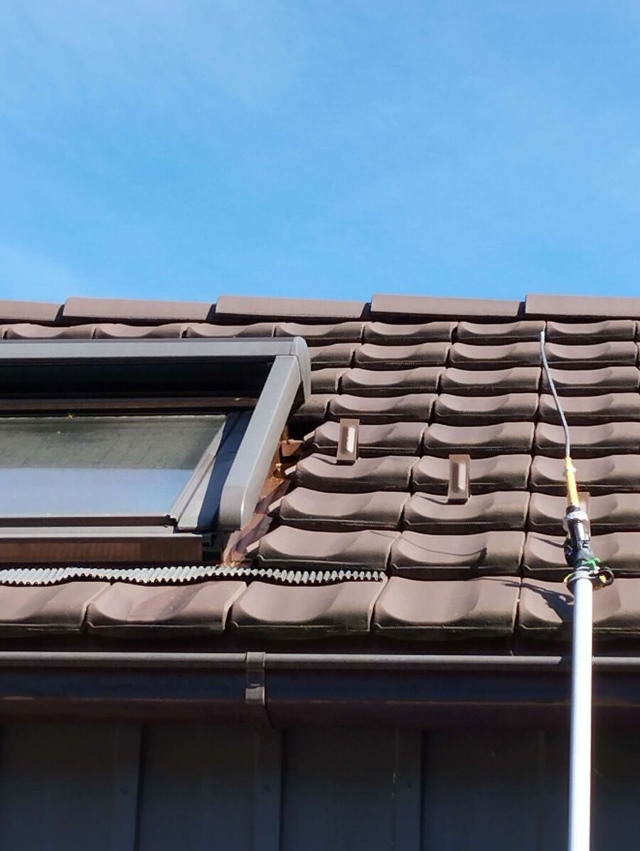 Bienen umsiedeln &  Bienennest entfernen 