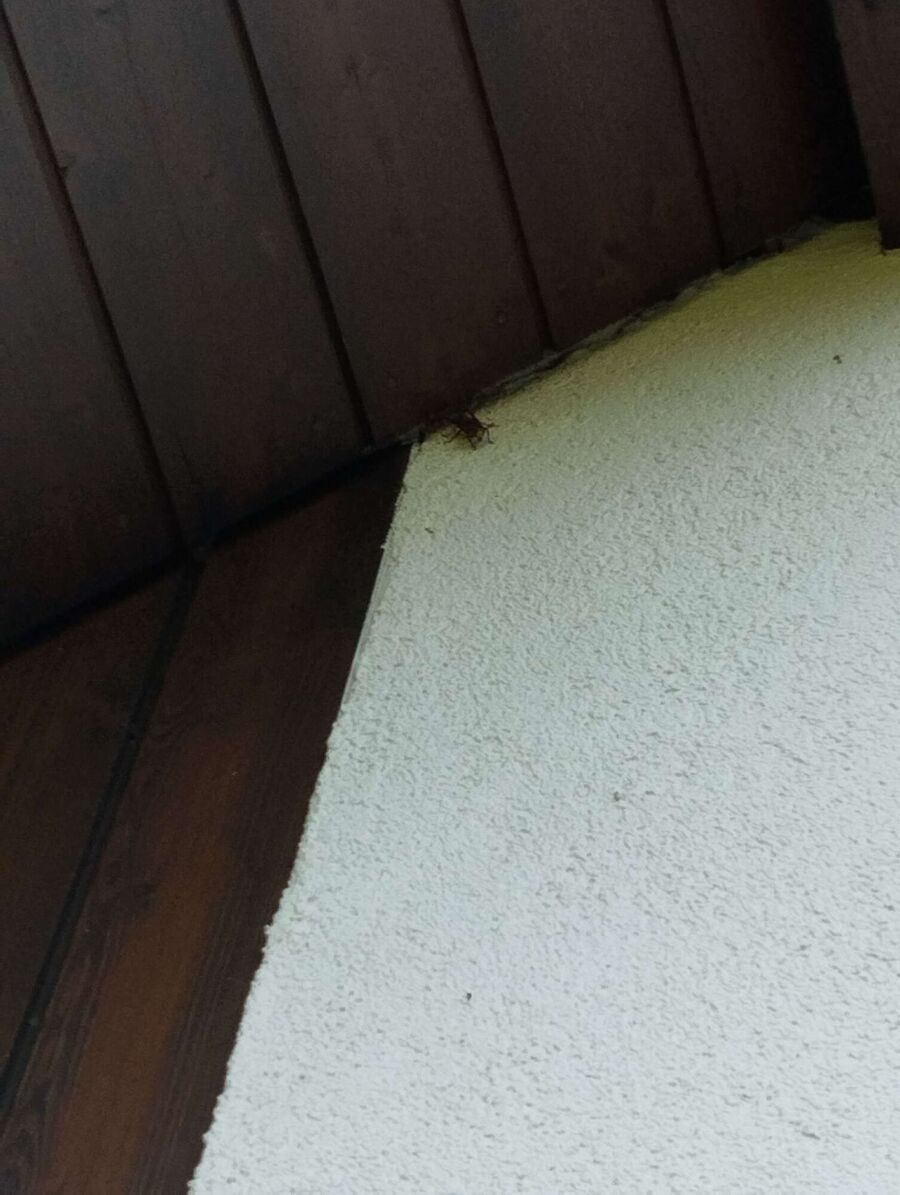 Bienen umsiedeln &  Bienennest entfernen 