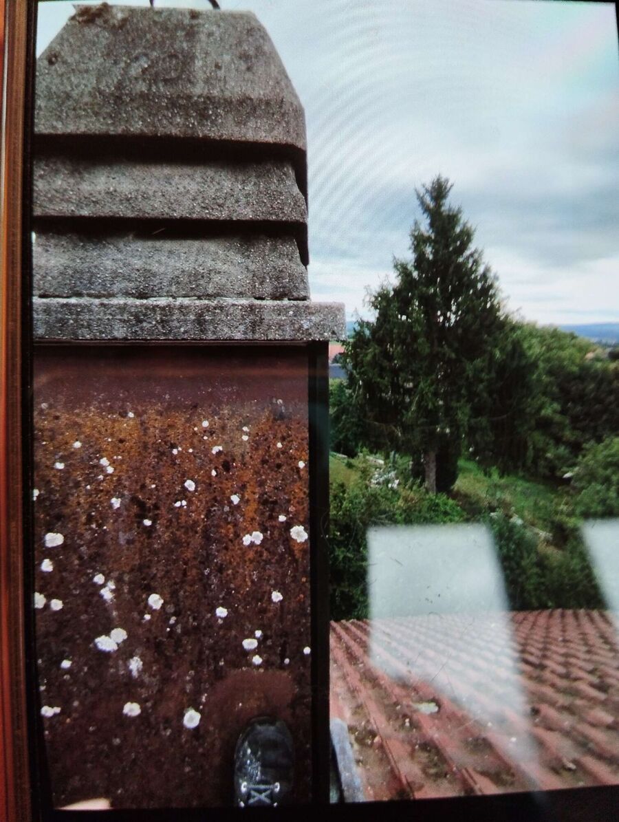  Bienennest entfernen