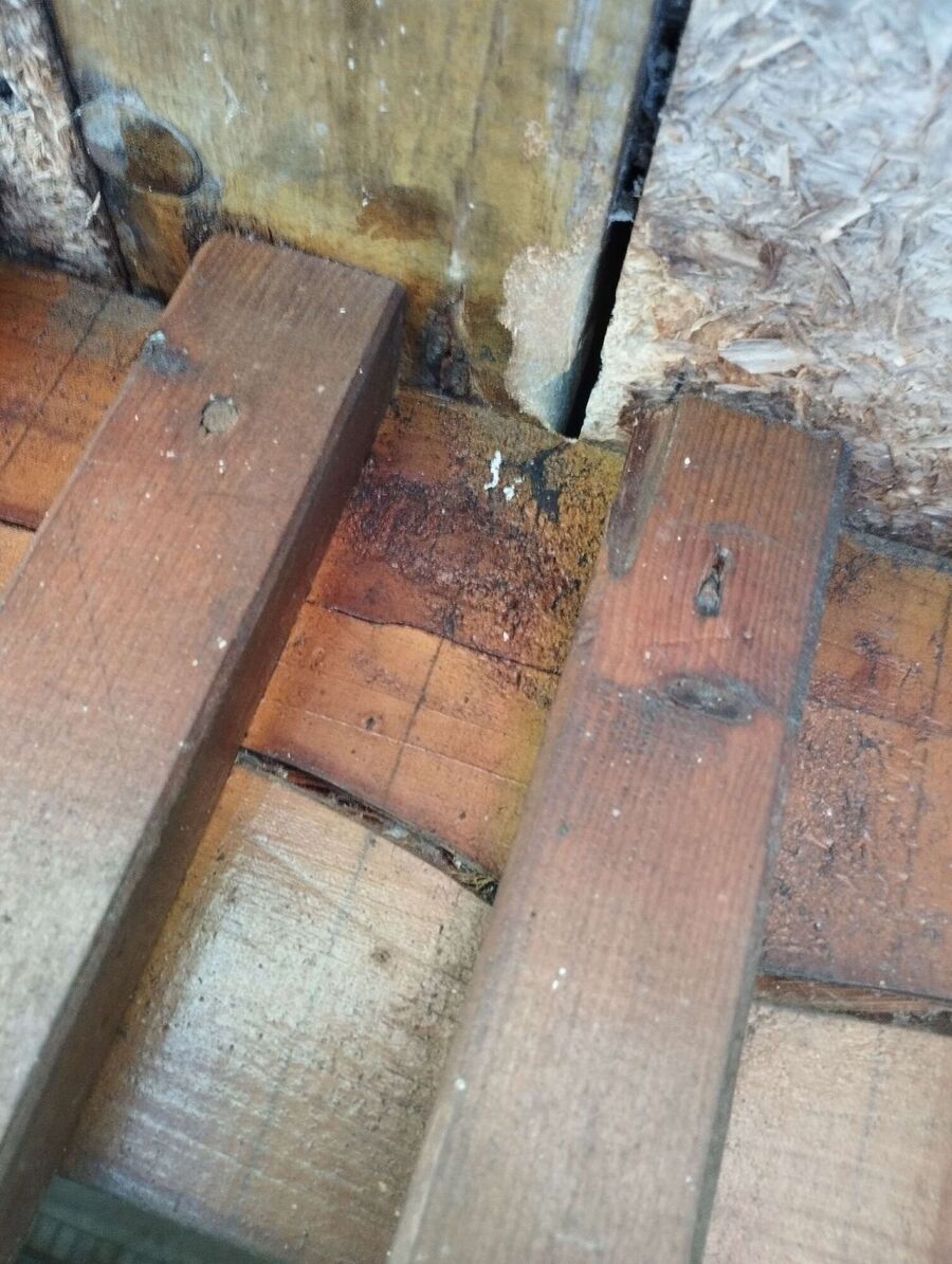  Bienennest entfernen