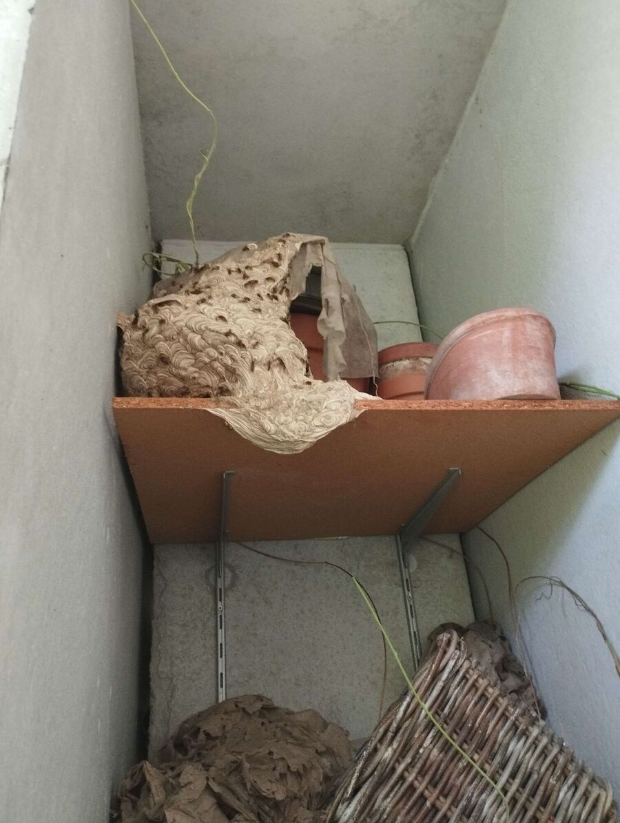  Bienennest entfernen