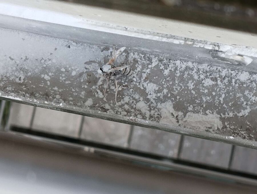  Bienennest entfernen