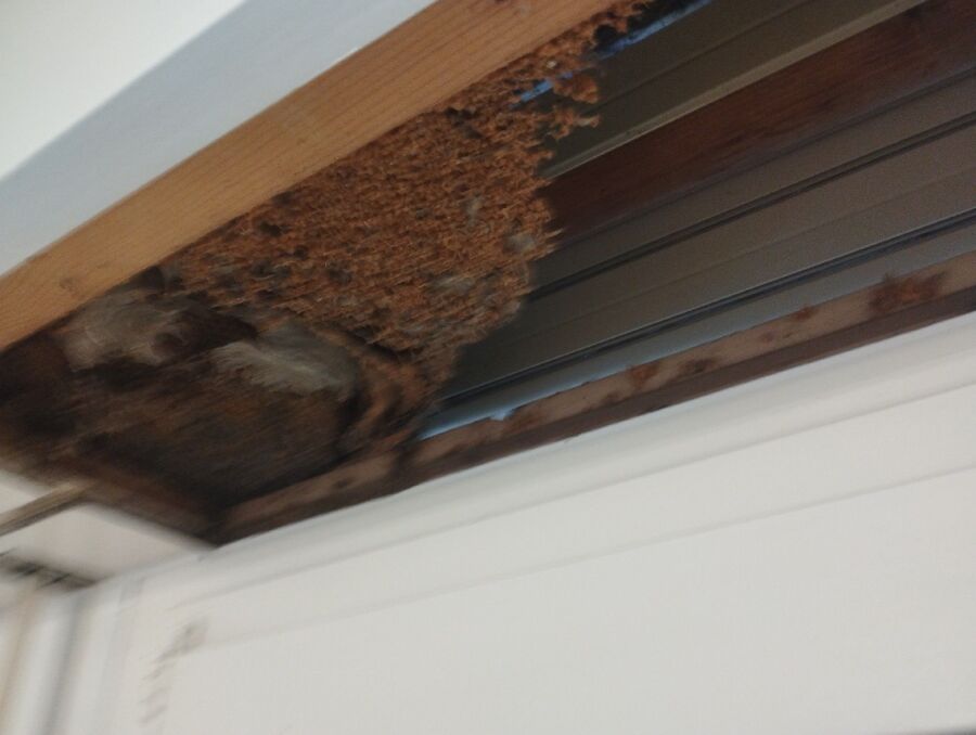  Bienennest entfernen