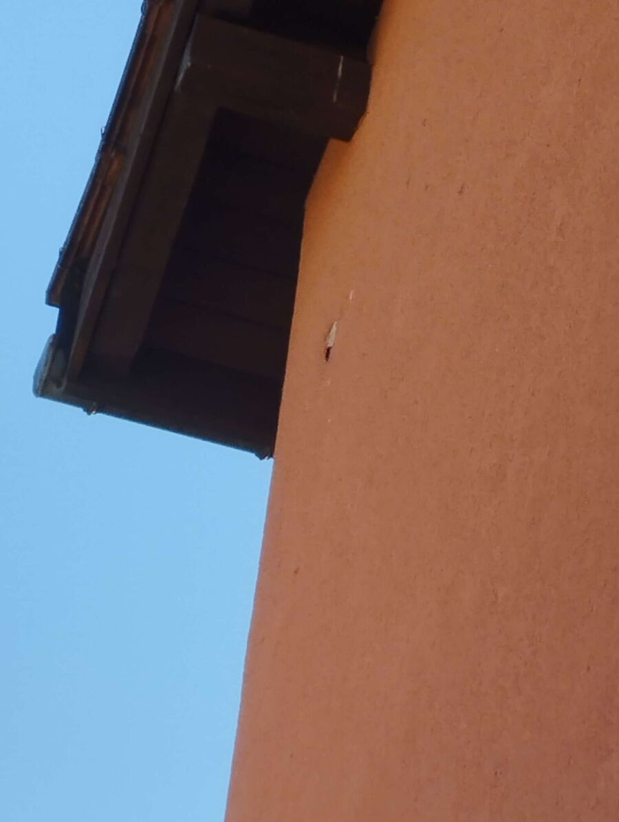 Bienen umsiedeln &  Bienennest entfernen 