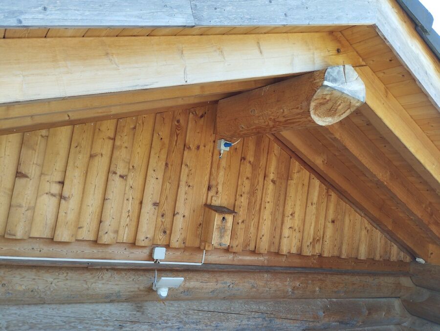  Bienennest entfernen.jpeg