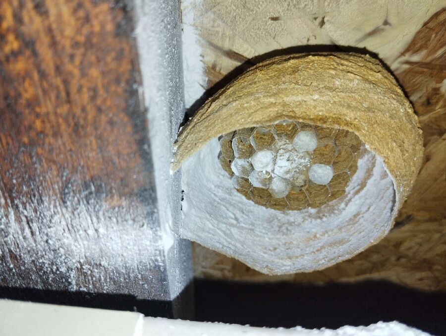  Bienennest entfernen