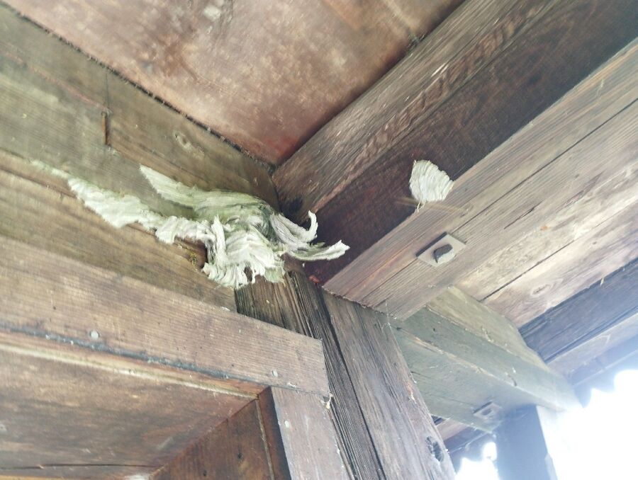  Bienennest entfernen