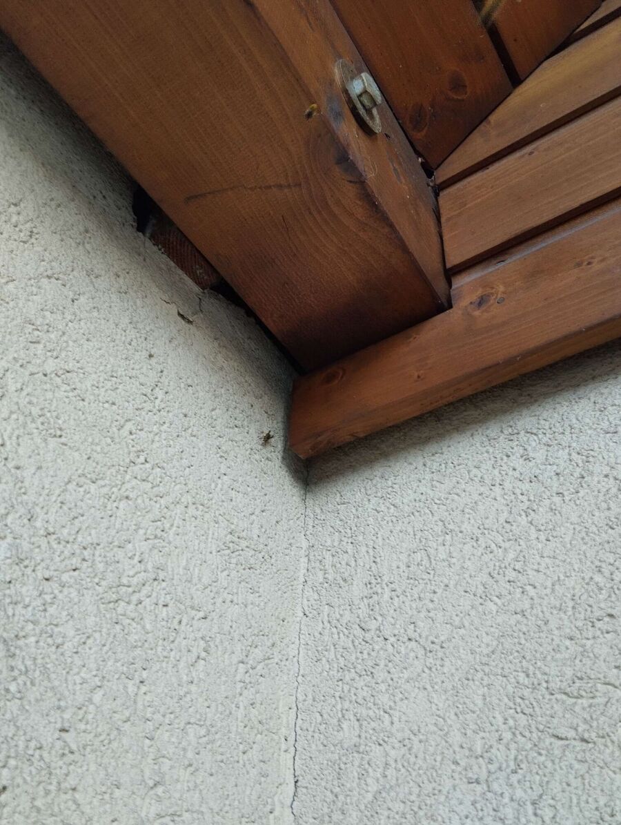  Bienennest entfernen.jpeg