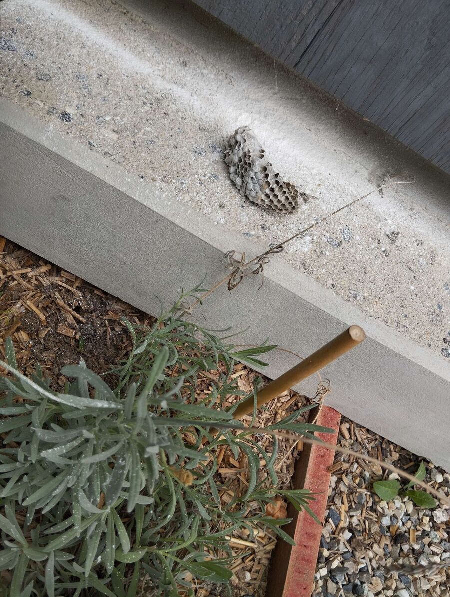  Bienennest entfernen