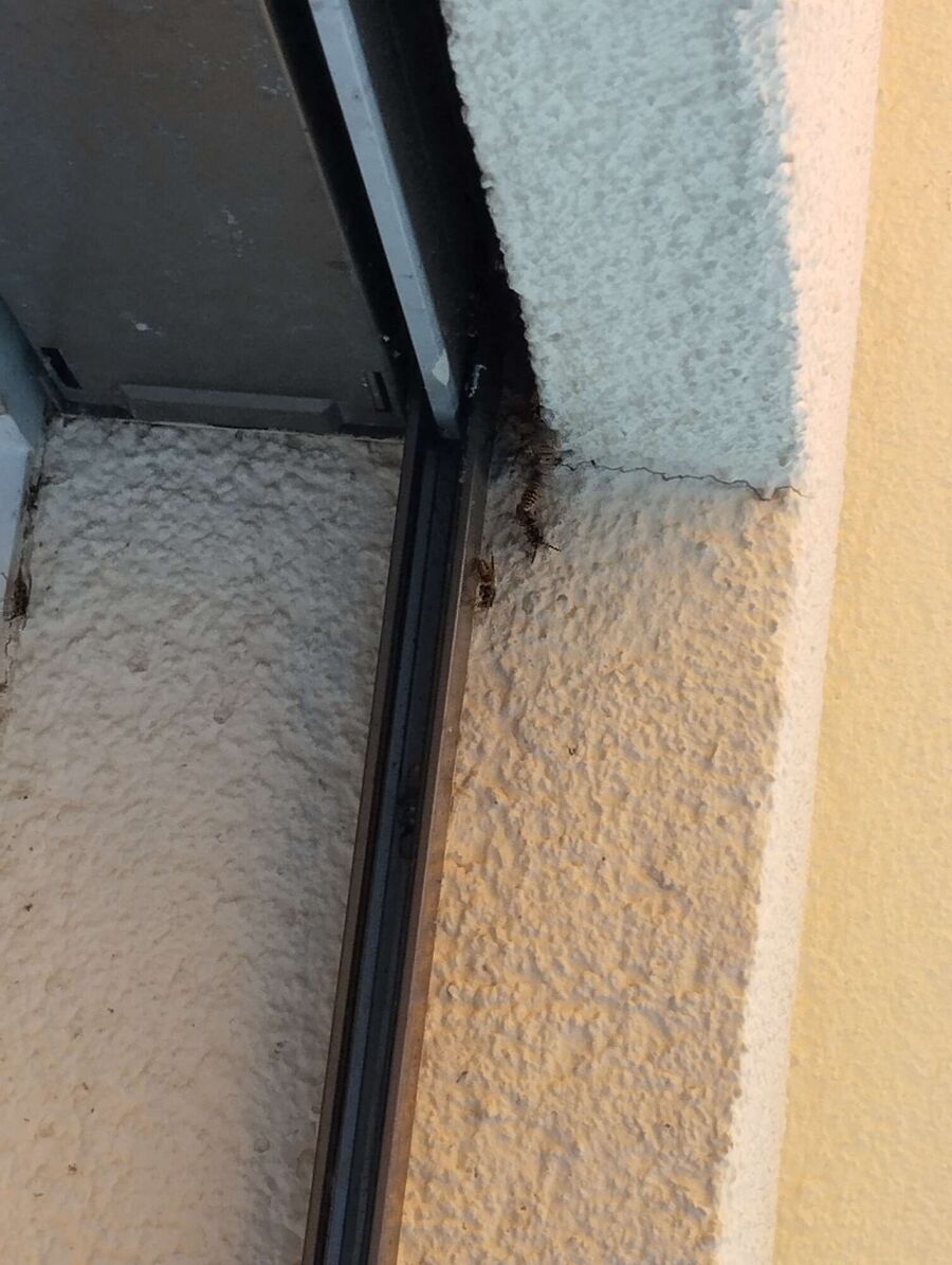 Bienen umsiedeln &  Bienennest entfernen 