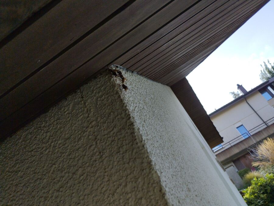  Bienennest entfernen