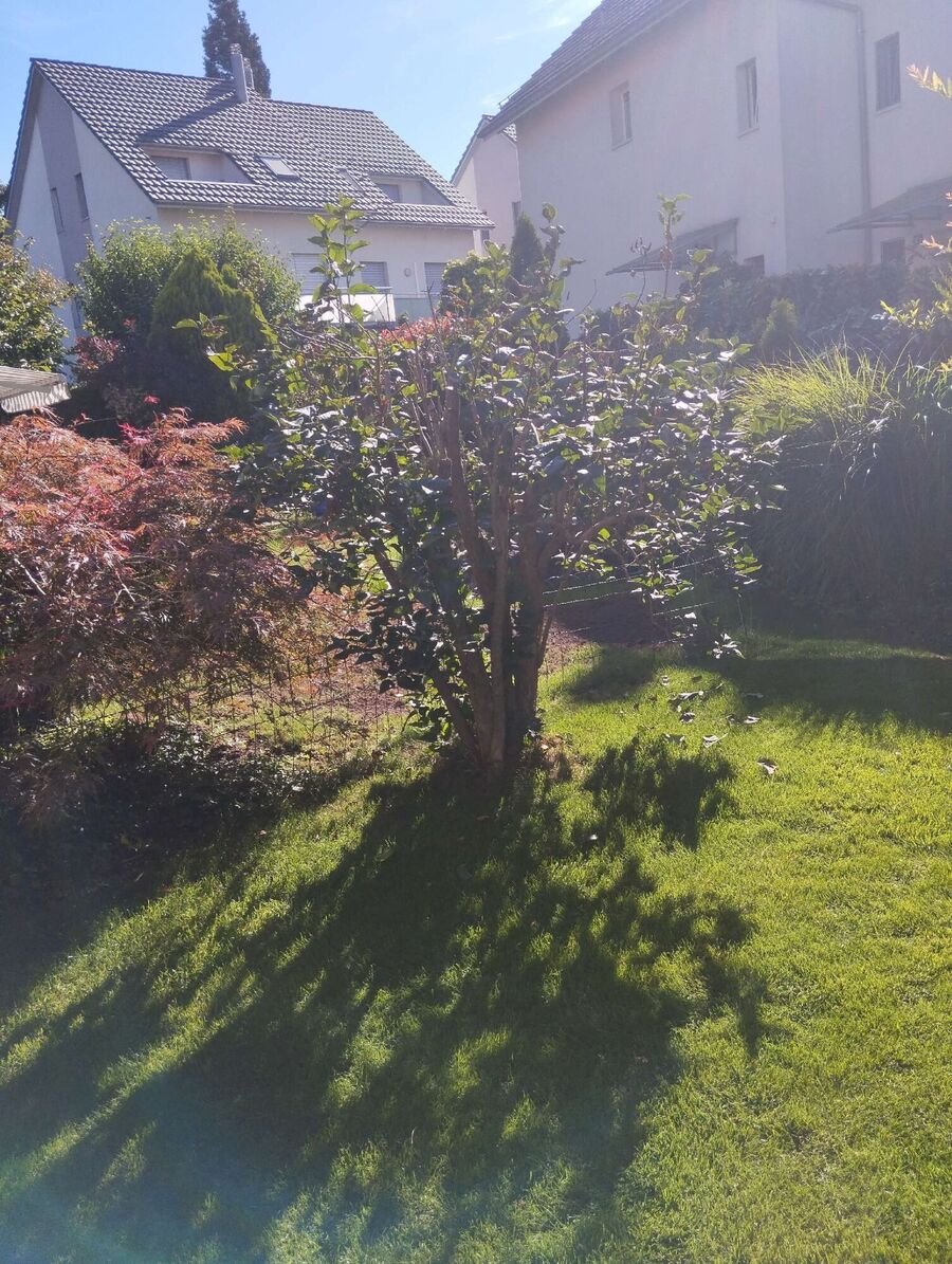  Bienennest entfernen.jpeg