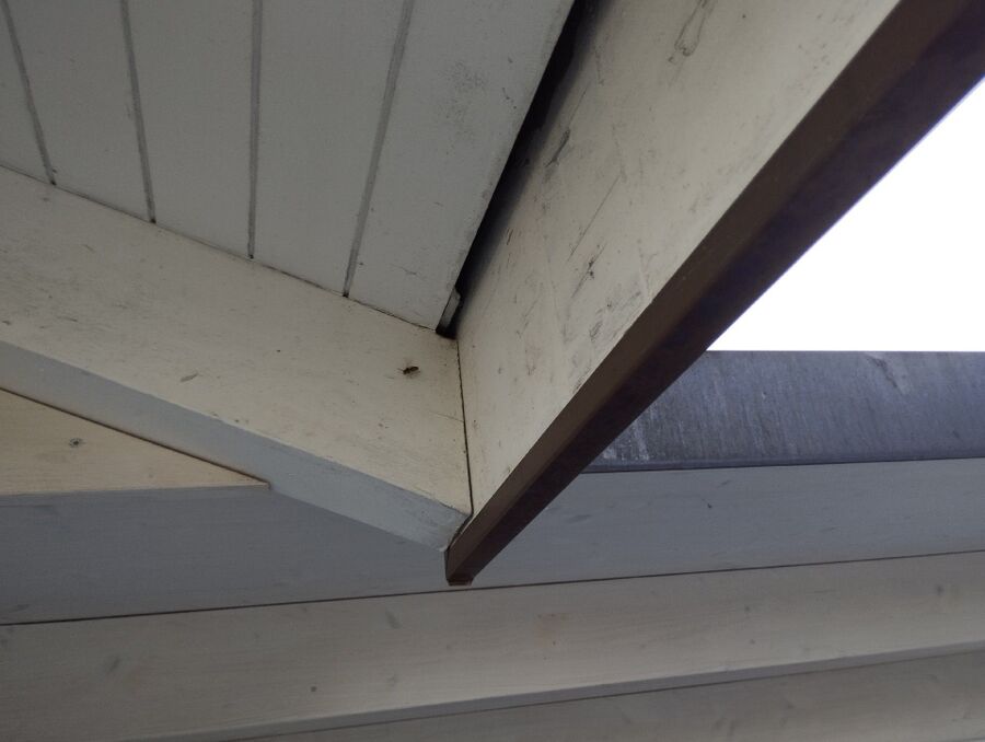  Bienennest entfernen