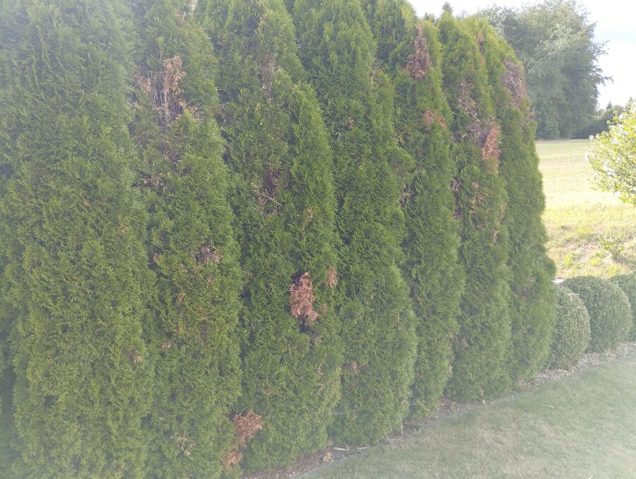 Bienen umsiedeln &  Bienennest entfernen 