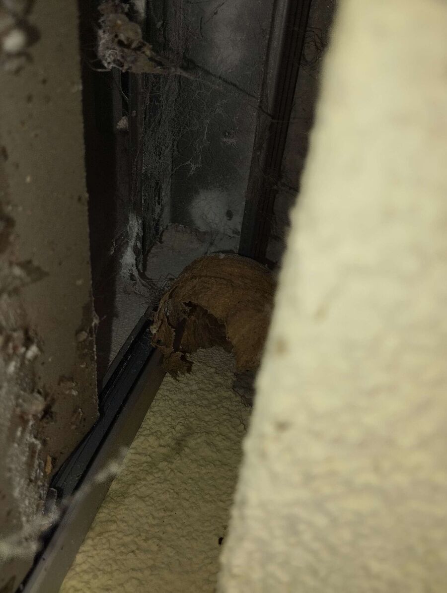  Bienennest entfernen.jpeg