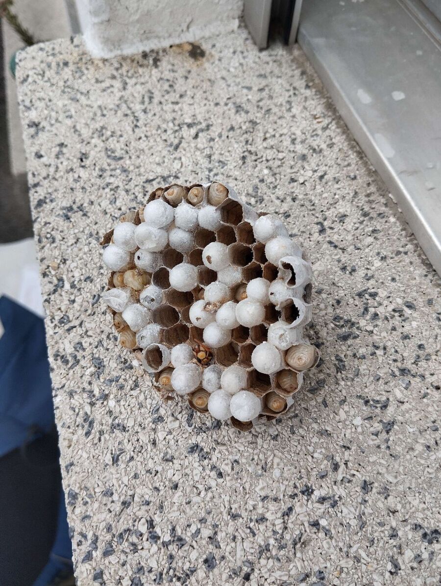 Bienen umsiedeln &  Bienennest entfernen 