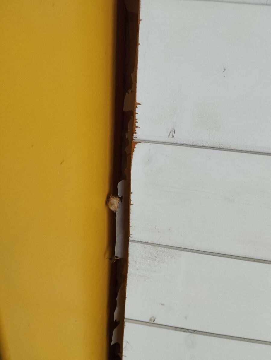  Bienennest entfernen