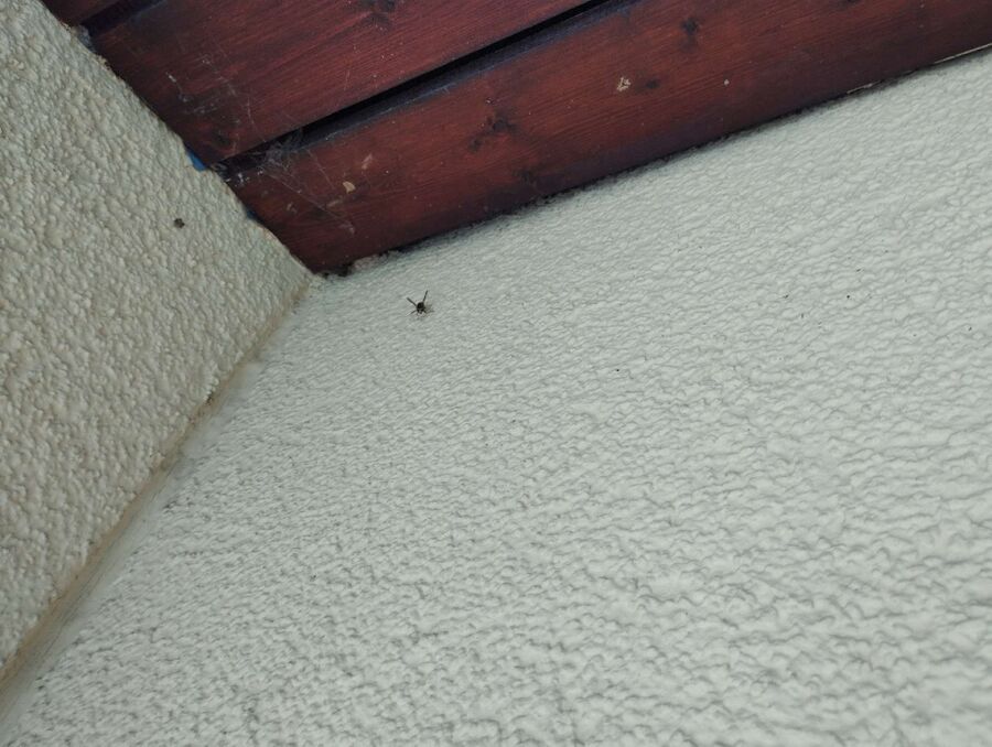  Bienennest entfernen