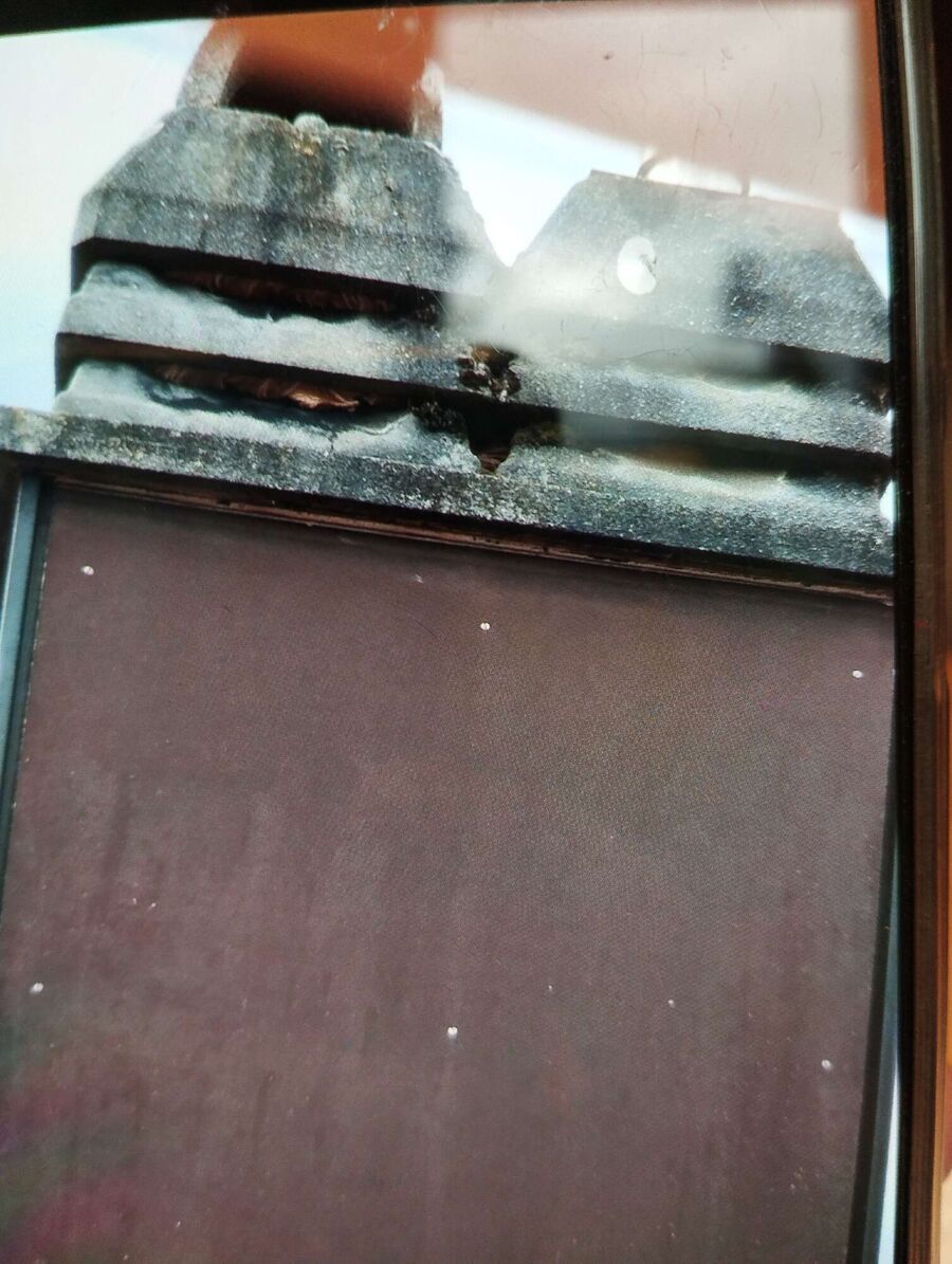  Bienennest entfernen