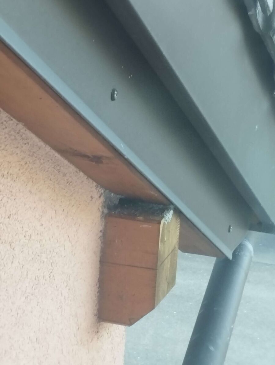 Bienen umsiedeln &  Bienennest entfernen 