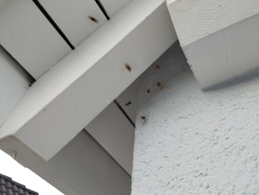 Bienennest entfernen.jpeg