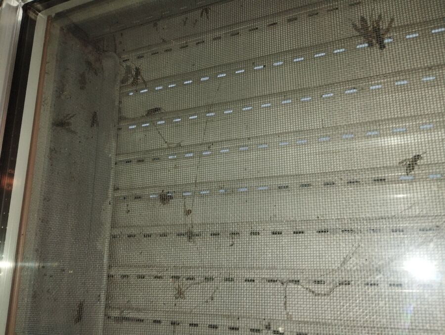  Bienennest entfernen.jpeg