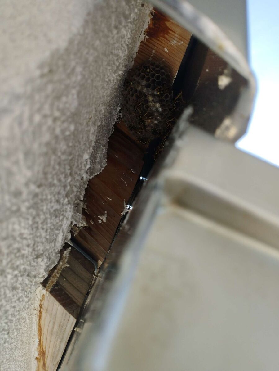 Bienen umsiedeln &  Bienennest entfernen 