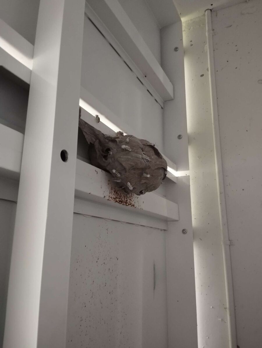 Bienen umsiedeln &  Bienennest entfernen 