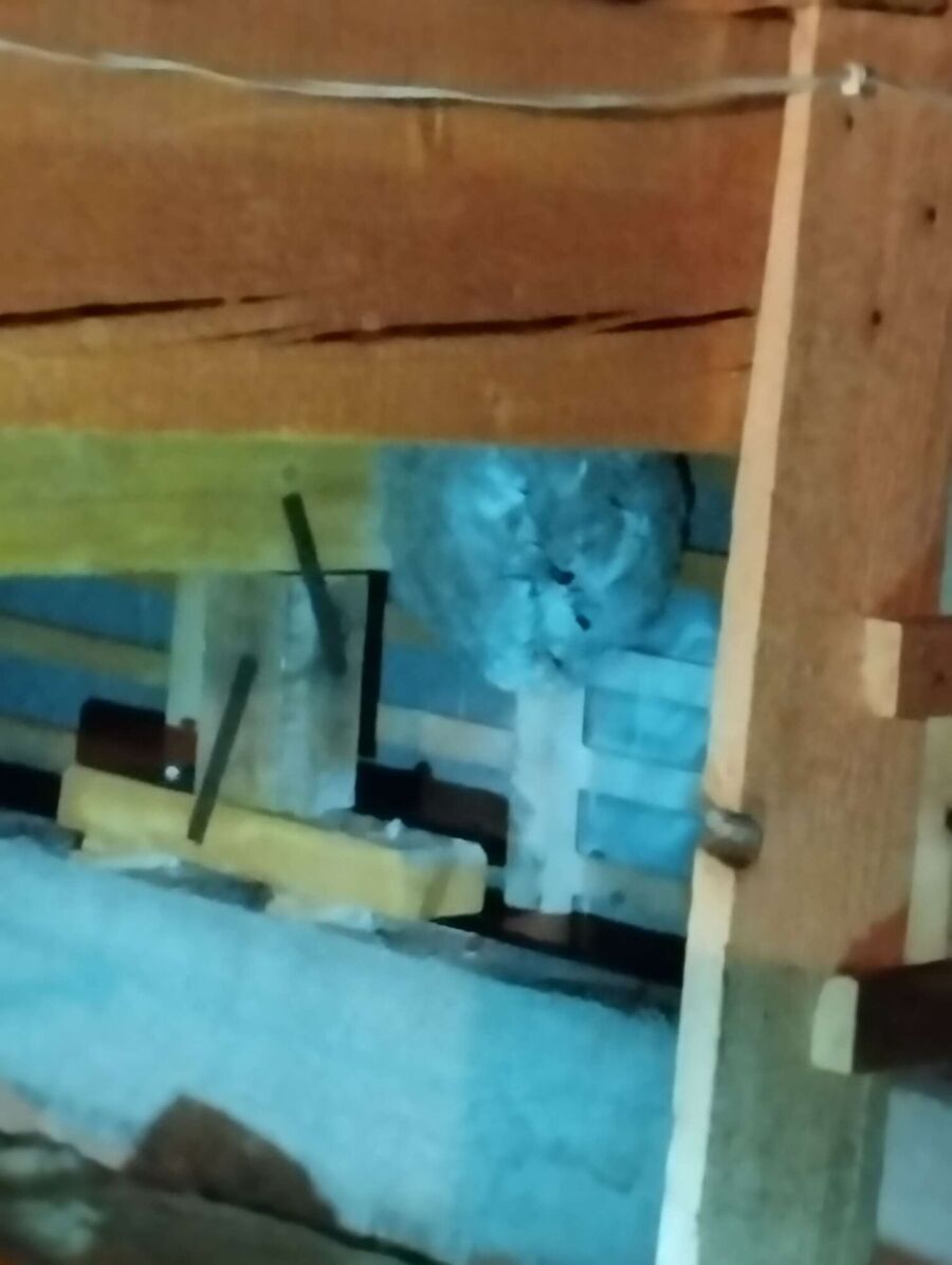 Bienen umsiedeln &  Bienennest entfernen 