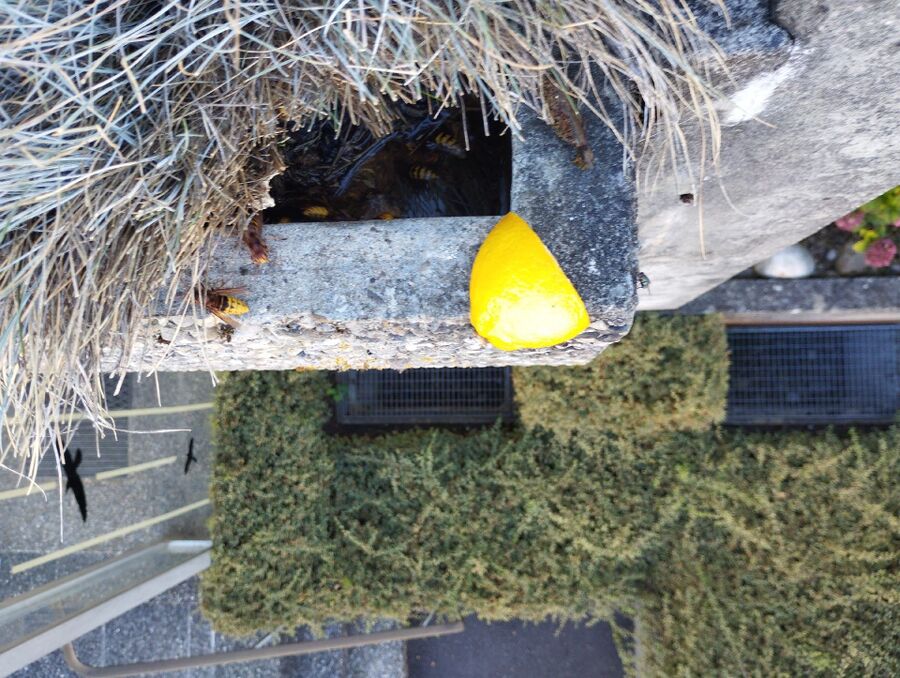  Bienennest entfernen.jpeg