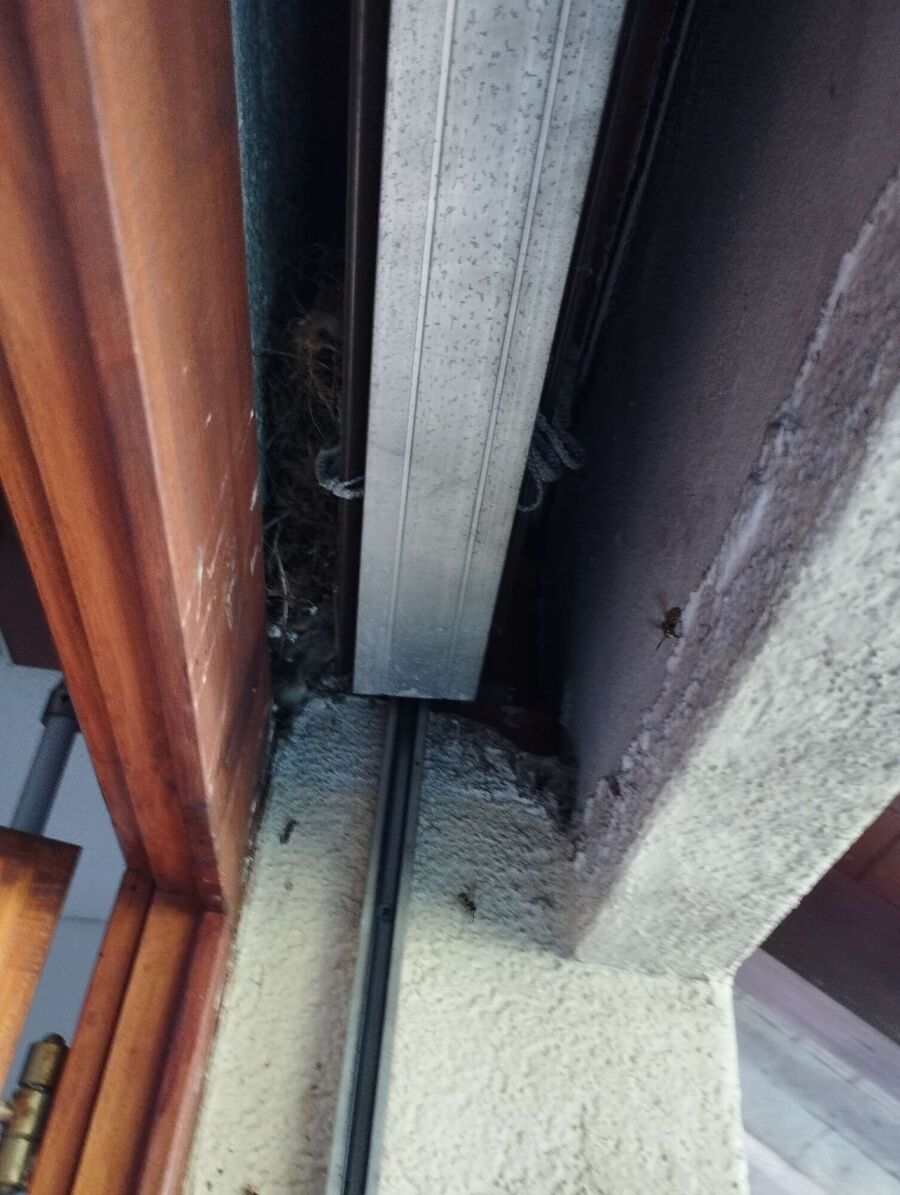 Bienen umsiedeln &  Bienennest entfernen 