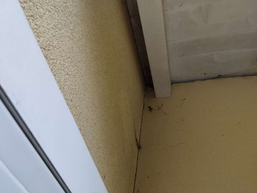 Bienen umsiedeln &  Bienennest entfernen 