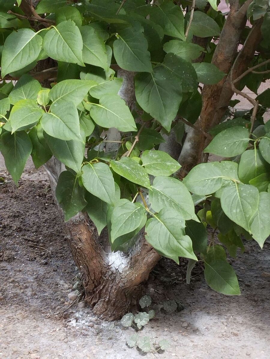  Bienennest entfernen