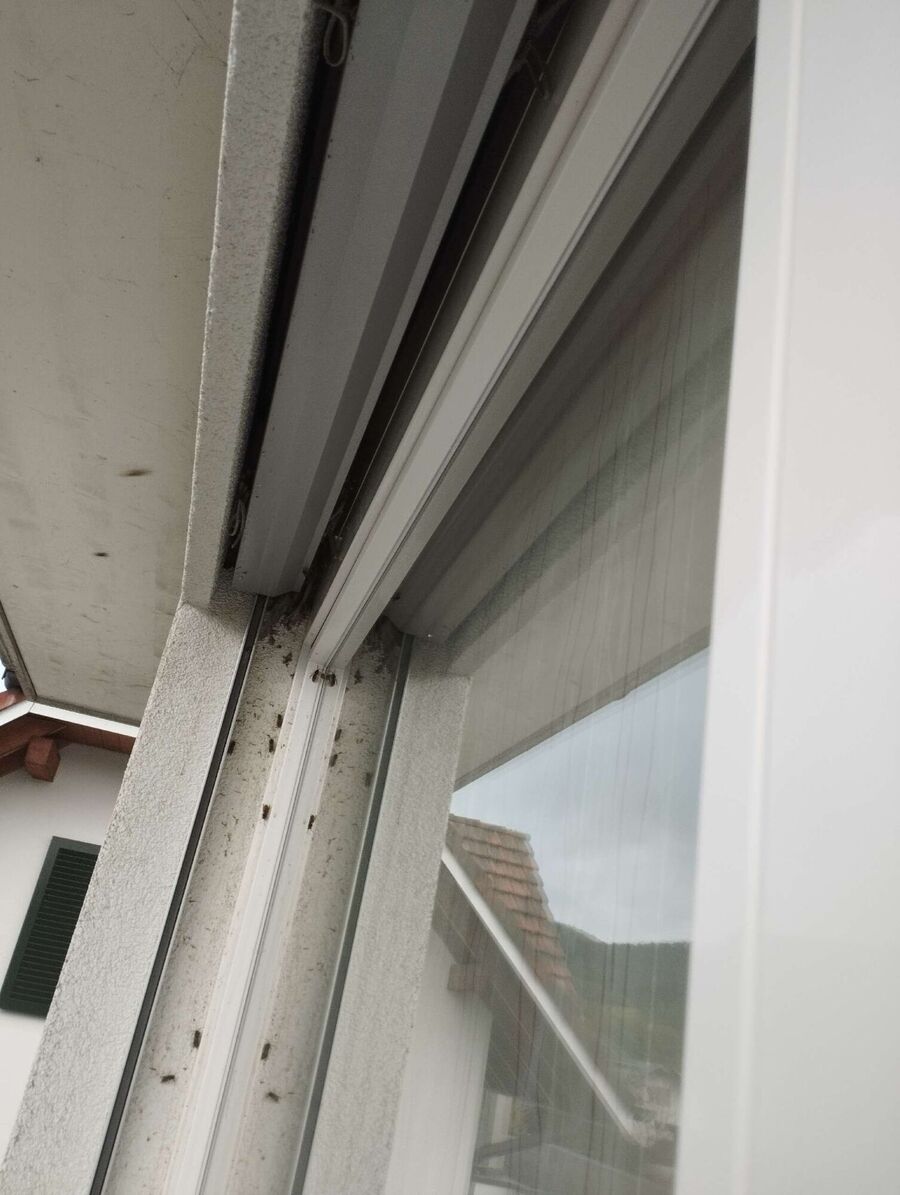 Bienen umsiedeln &  Bienennest entfernen 