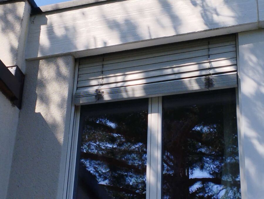  Bienennest entfernen