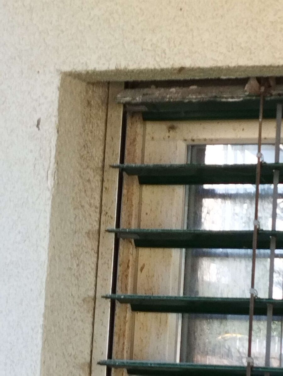  Bienennest entfernen.jpeg