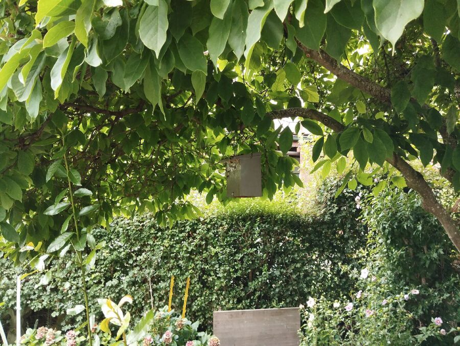 Bienen umsiedeln &  Bienennest entfernen 