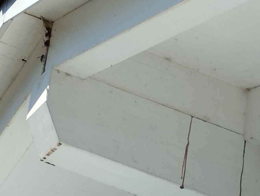 Bienen umsiedeln &  Bienennest entfernen 