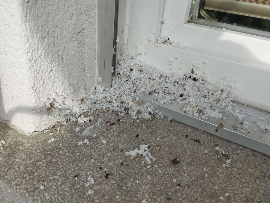  Bienennest entfernen.jpeg