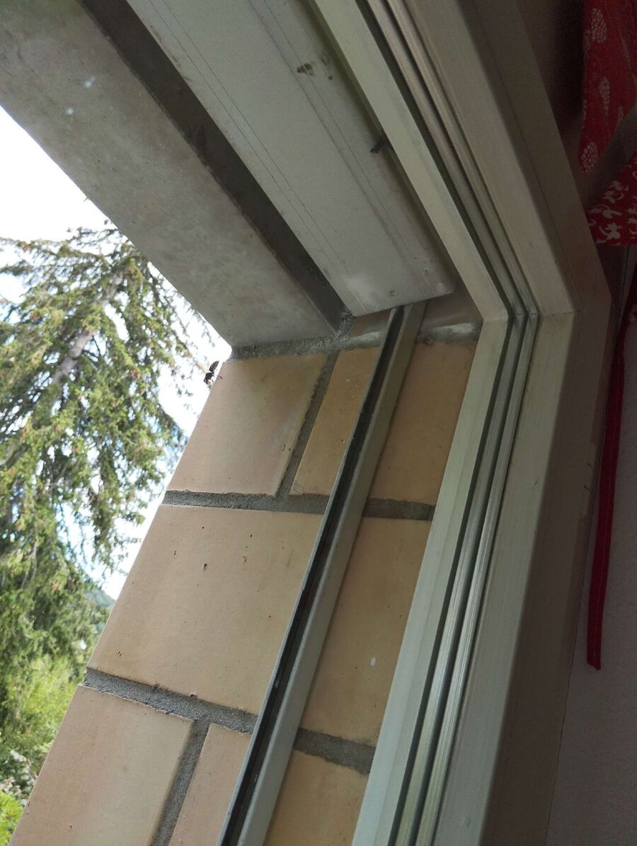  Bienennest entfernen.jpeg