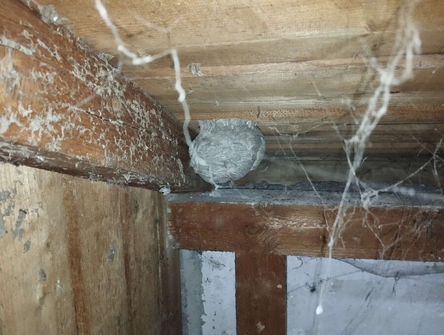  Bienennest entfernen