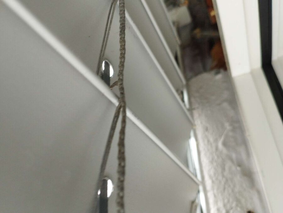  Bienennest entfernen.jpeg