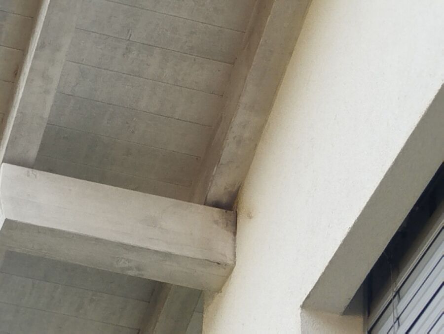  Bienennest entfernen.jpeg