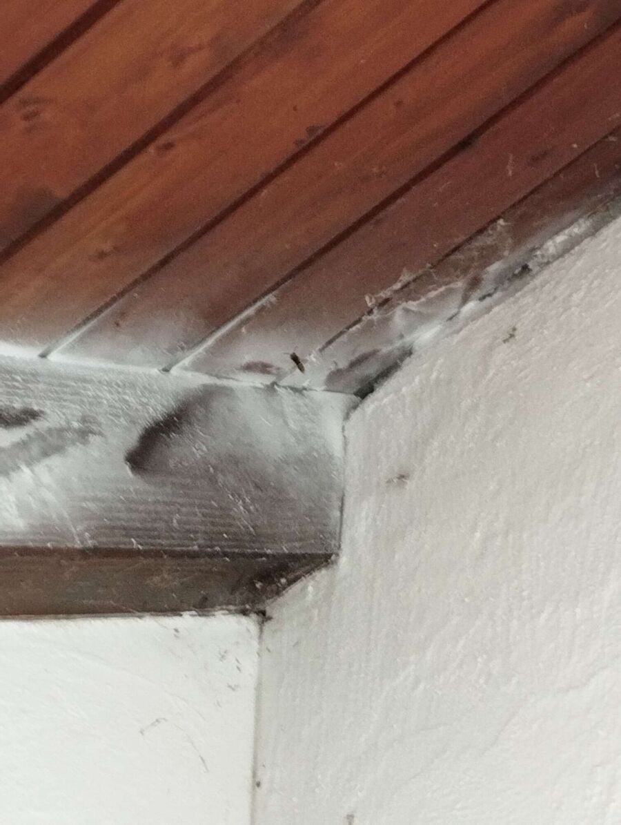 Bienen umsiedeln &  Bienennest entfernen 