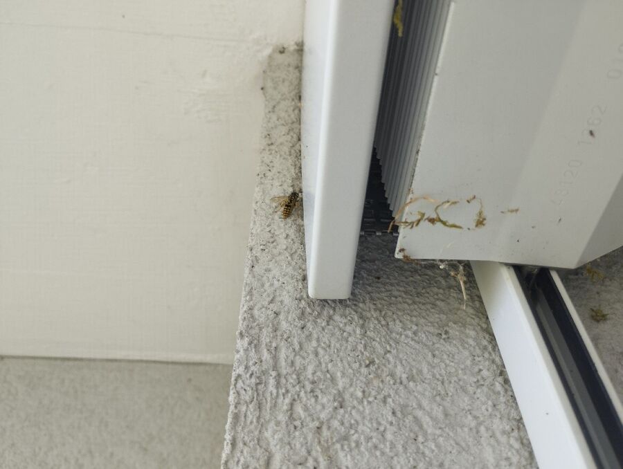 Bienen umsiedeln &  Bienennest entfernen 