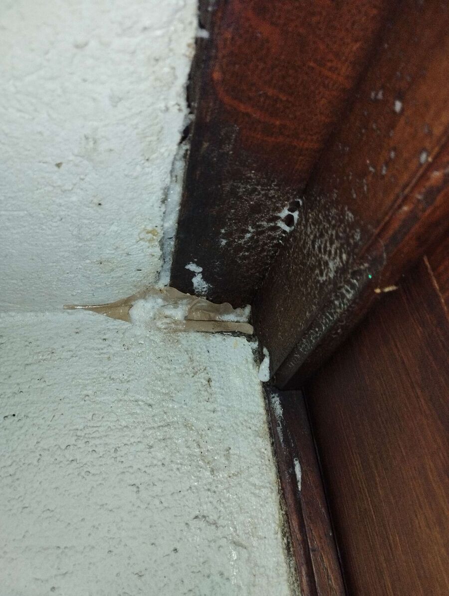  Bienennest entfernen