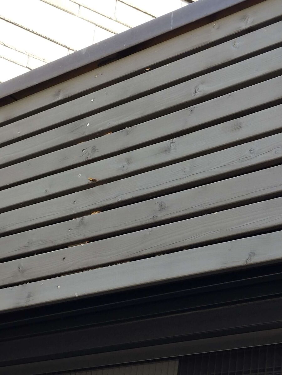  Bienennest entfernen