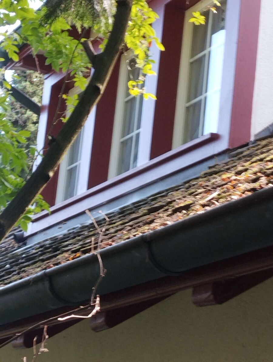  Bienennest entfernen